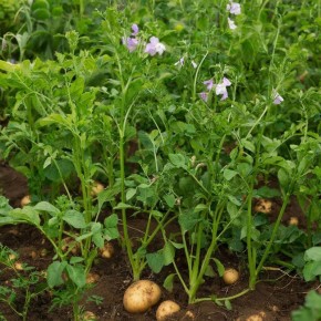 �������: ���� ��� ���� ���������?