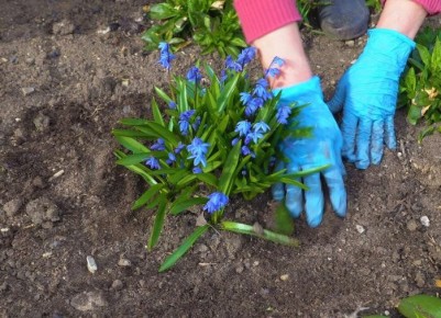 Сцилла: древний цветок, который украсит ваш сад