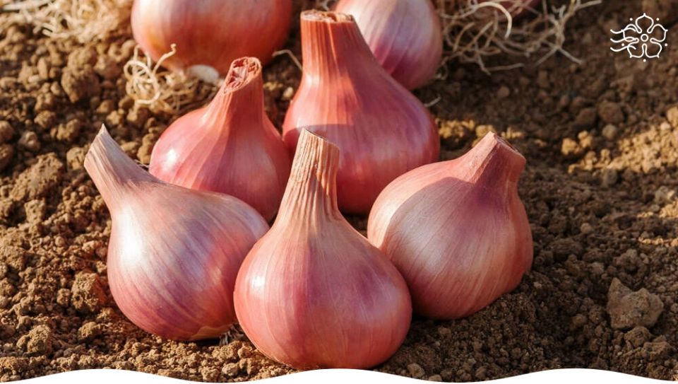 ����� ��� ���: ��������������� ���� � �������� � �����