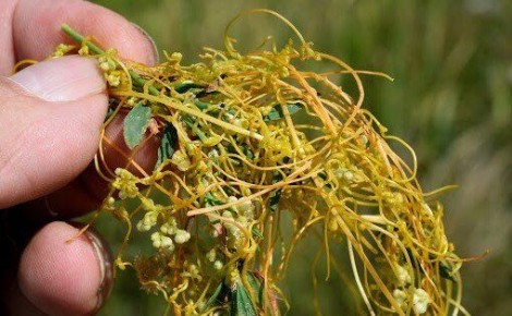 ��������: �������, ���������� ����� ���������