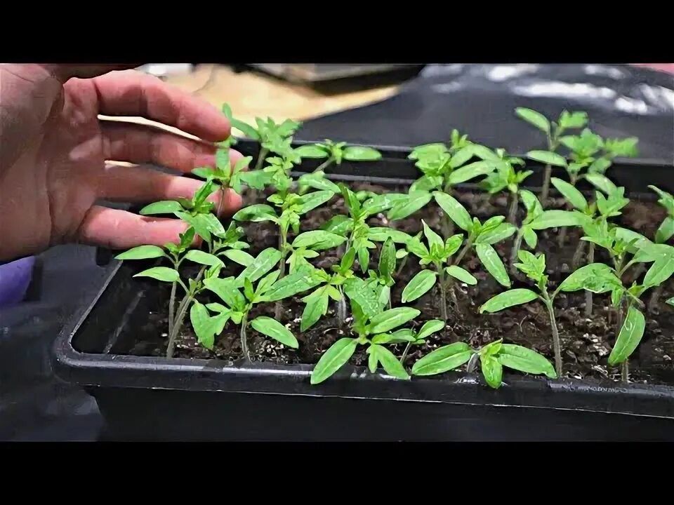 ��� �������� ������ � ����� ��� ���������� ��������