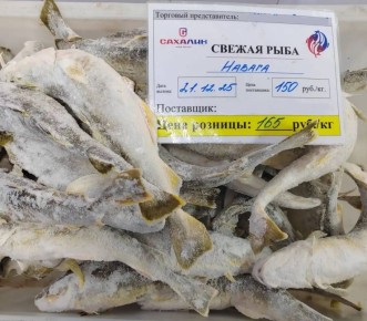 Навага по специальной цене: где и когда можно купить рыбу по 165 рублей за килограмм