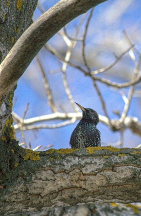 На календаре 5 апреля. По прогнозам ПРИВОЛЖСКГИДРОМЕТа, погода в нашем регионе продолжает определяться полем пониженного давления
