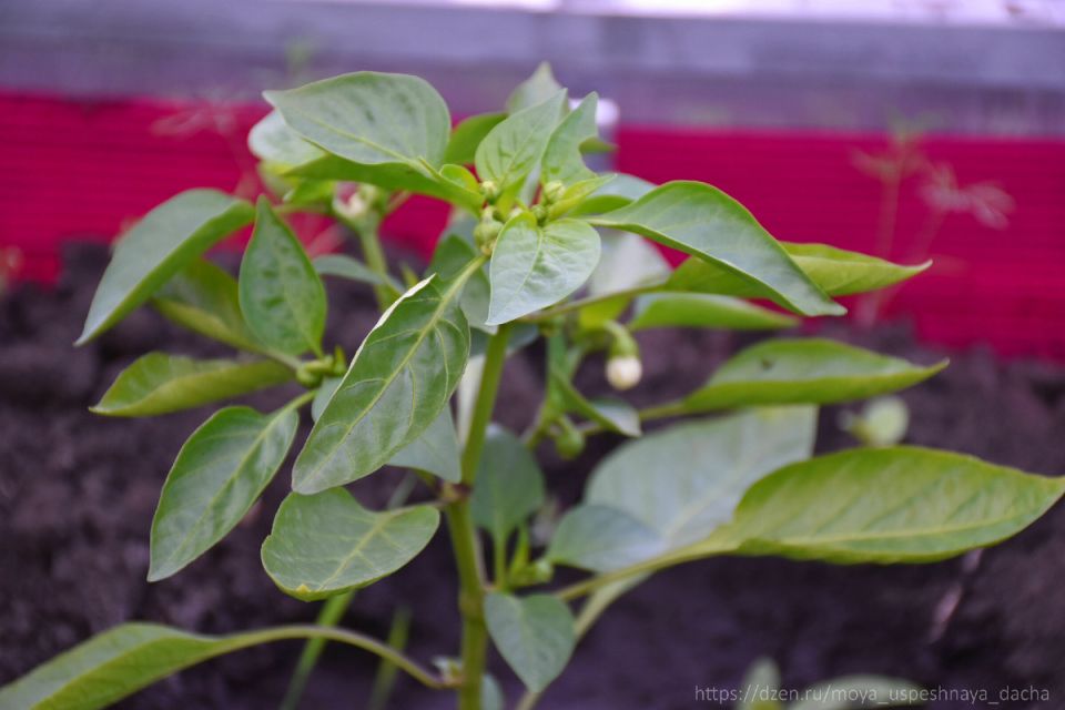 ����� ����� ������ ������� ����� � 2026 ����: ������� ��������� ������