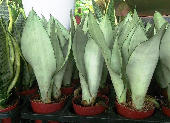 ��������� �������� ��� �������: ������ ������������� ������� ��������