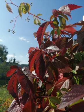 Яркая палитра осени: растения, которые преобразят ваш сад