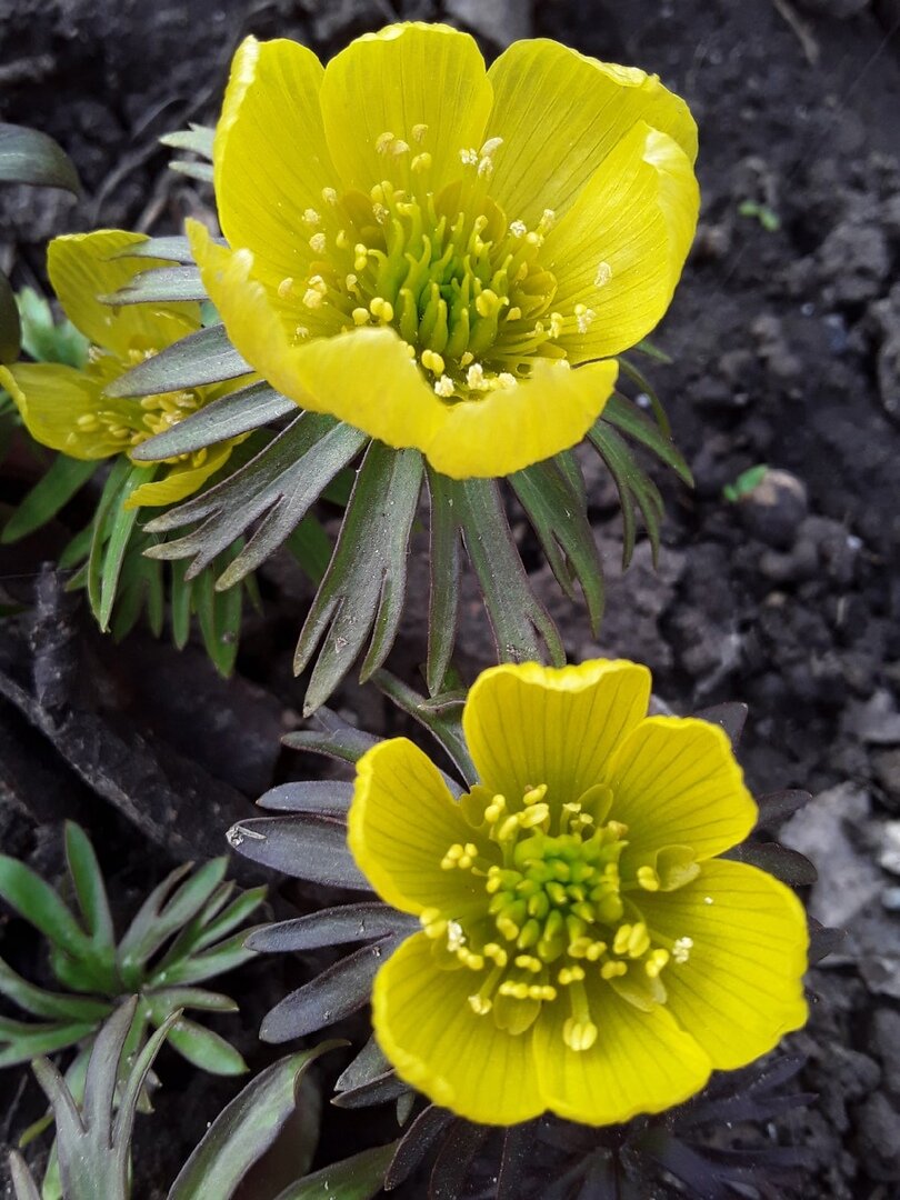 Цветущие открытия: восемь растений, которые преобразят ваш сад в 2025 году