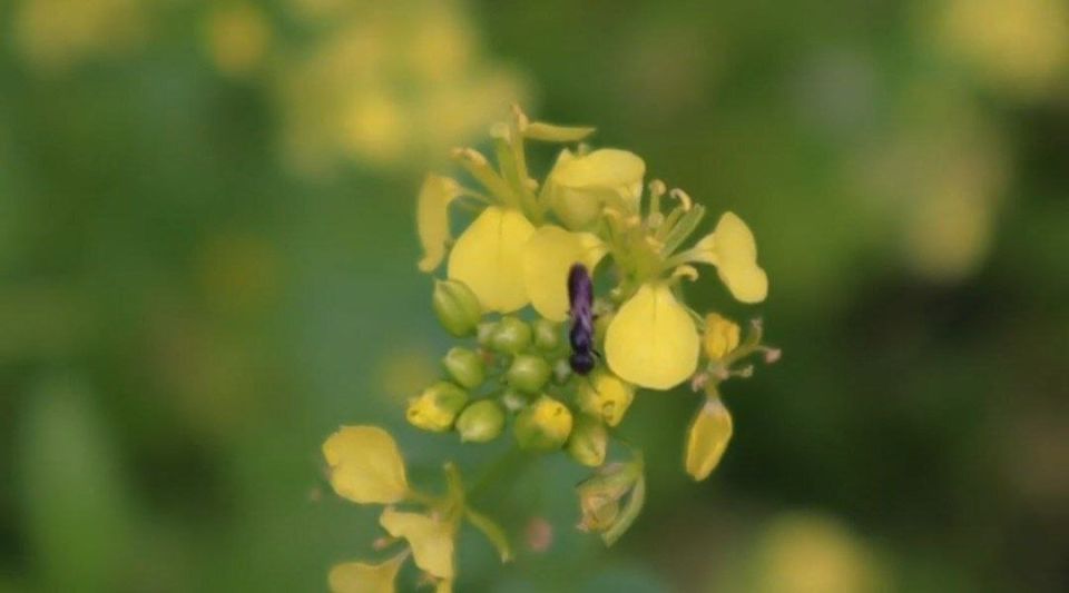 ��� �������� ������� ����� ���������: ������� ������������ ��������