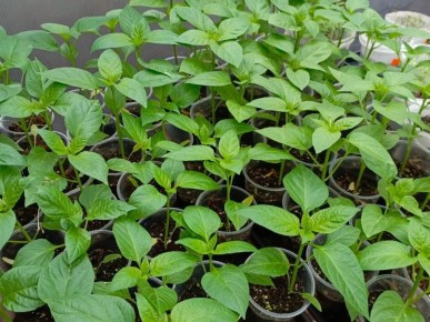 Рассада растёт — дача ждёт!