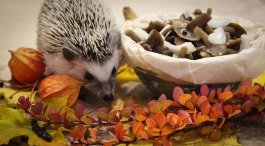 Грибные фантазии: 16 вкуснейших рецептов с опятами, боровиками и груздями