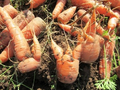 ��� �������� ������ �������: ������� ��������� �����������