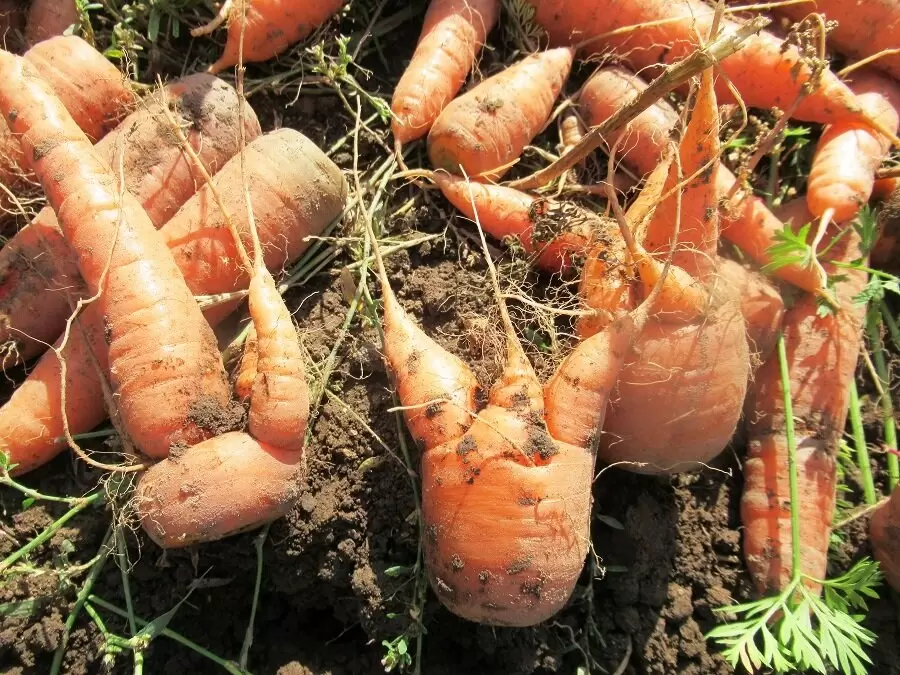 Как избежать кривой моркови: секреты успешного выращивания