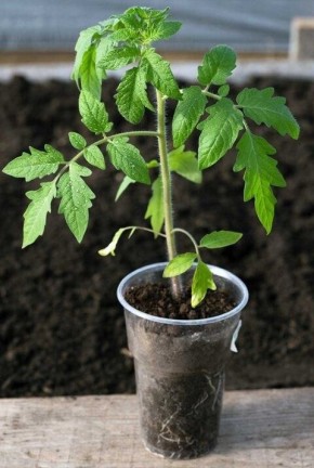 Как распознать нехватку минералов у томатов: основа для успешного роста