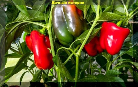Урожайные крупные сорта сладкого перца для любого дачного участка