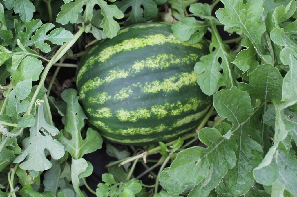 Как выбрать спелый арбуз, дыни и тыквы: секреты сбора урожая