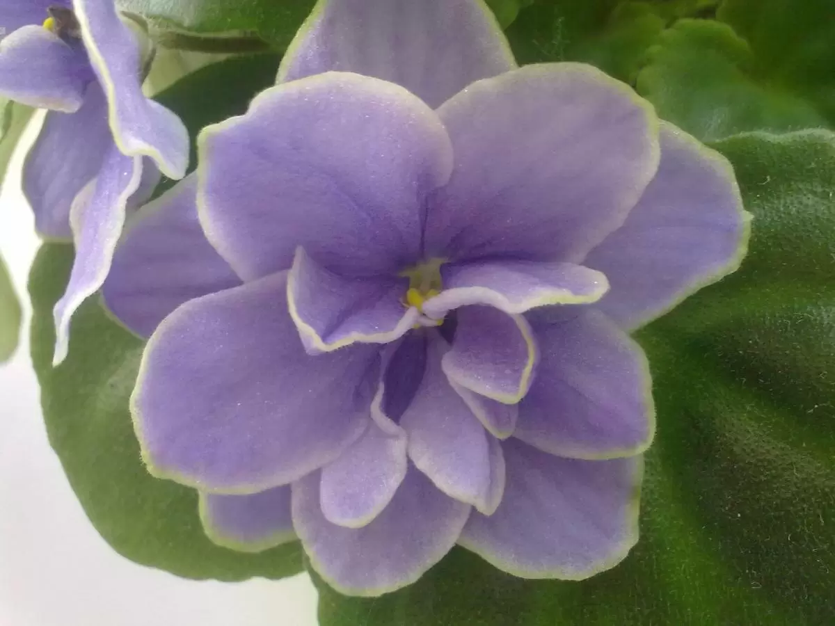 Фиалка без аристократизма: как пересадка превращает капризную активистку в долгожительницу