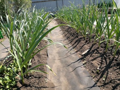 ���� �� ������ �������� � ����: ������ � ������������