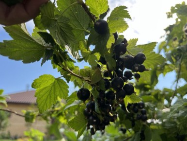 ��� ��������� ������� ���� ������ ��������� ��� ������ ����