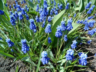 Весна в цветнике: что делать в мае для цветущего сада