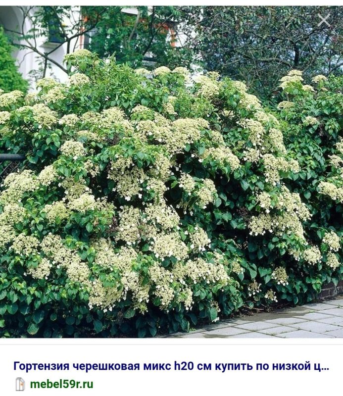 ������ �� ������� ���������� ��������� ����� � �������