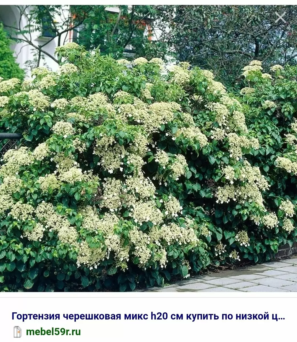 Советы по посадке черешковой гортензии рядом с забором