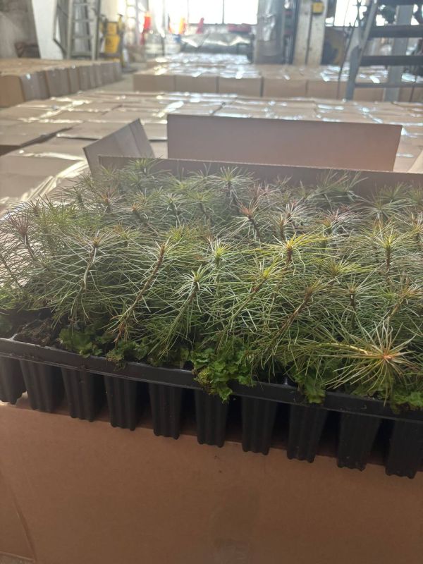 ������� � �������� ���������� � ������� ������ ����