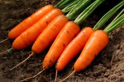 Сорт моркови Каскад: особенности и секреты успешного выращивания