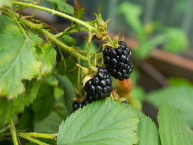 ������� ����� �� ��������: �� ������� �� �������