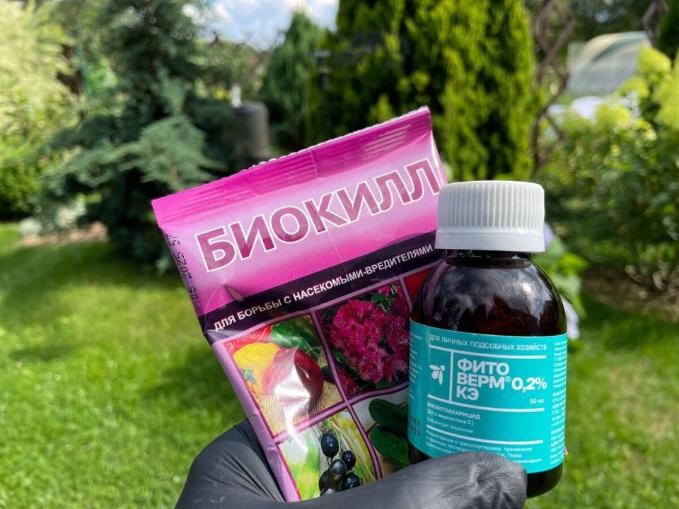 ��� ��������� ������������ �������� � �������: ������ �� �������� ������� �������� ������ ����������