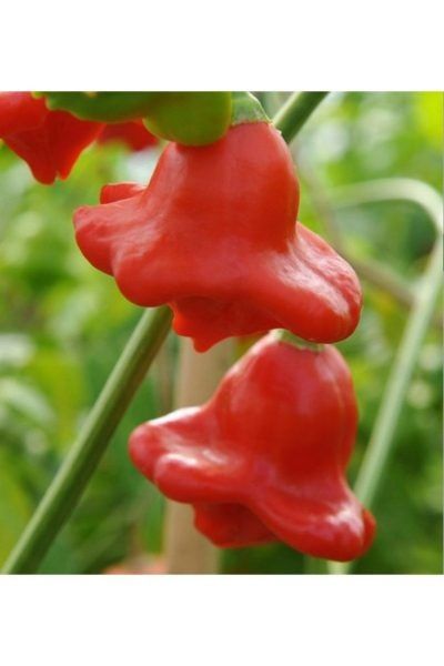 ����� ����� ����������: ����� ��������� ������ �������