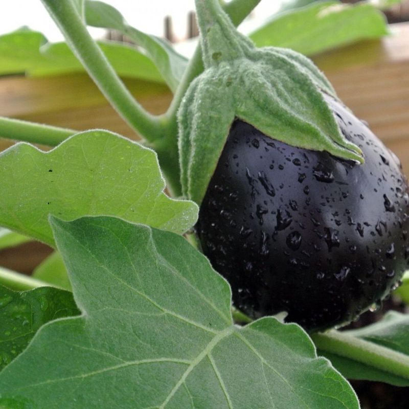 ������� ��������� ����� ����������: ��������� ��������� ����� ��� ����� �������