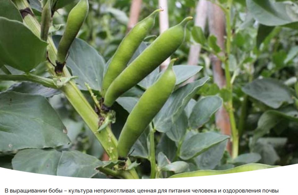 ������� ����: ������� ��������� �����������