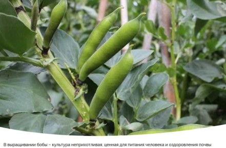Вкусные бобы: секреты успешного выращивания