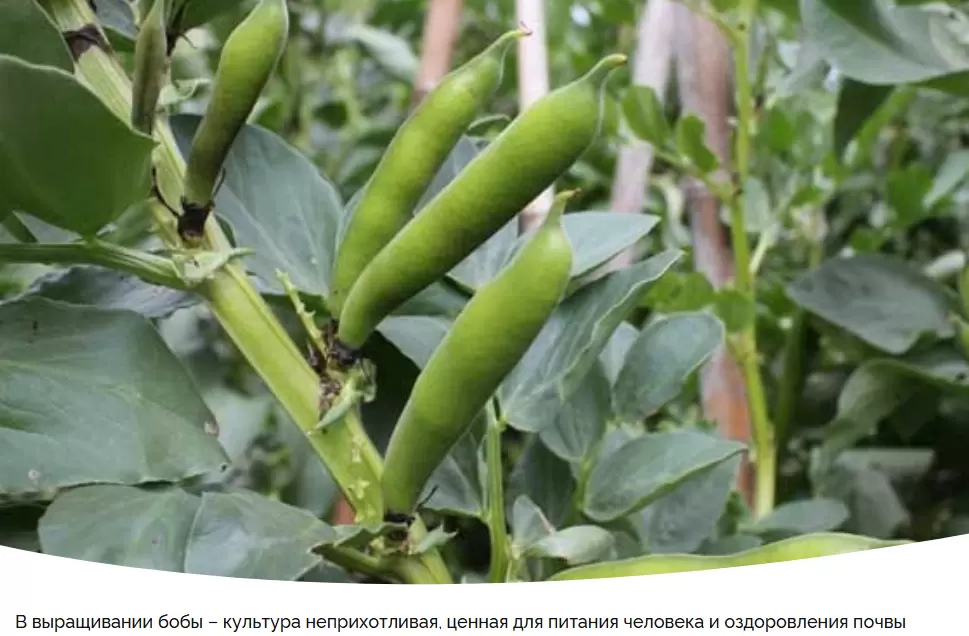 Вкусные бобы: секреты успешного выращивания