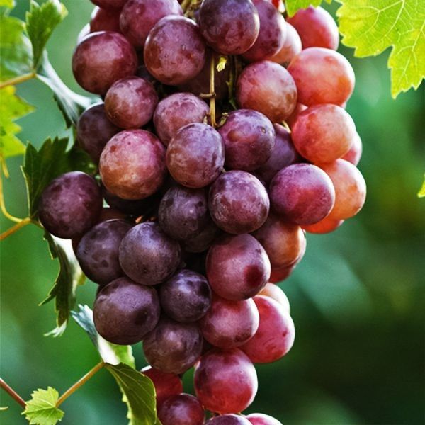 �������� �������: ������� ���� ��� �������� ��� ������ ����