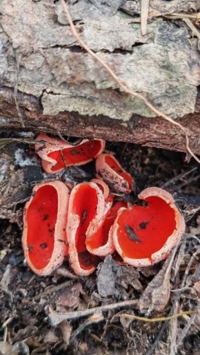 Только сошёл снег, а в лесу Жигулевского заповедника "распустились" грибы!