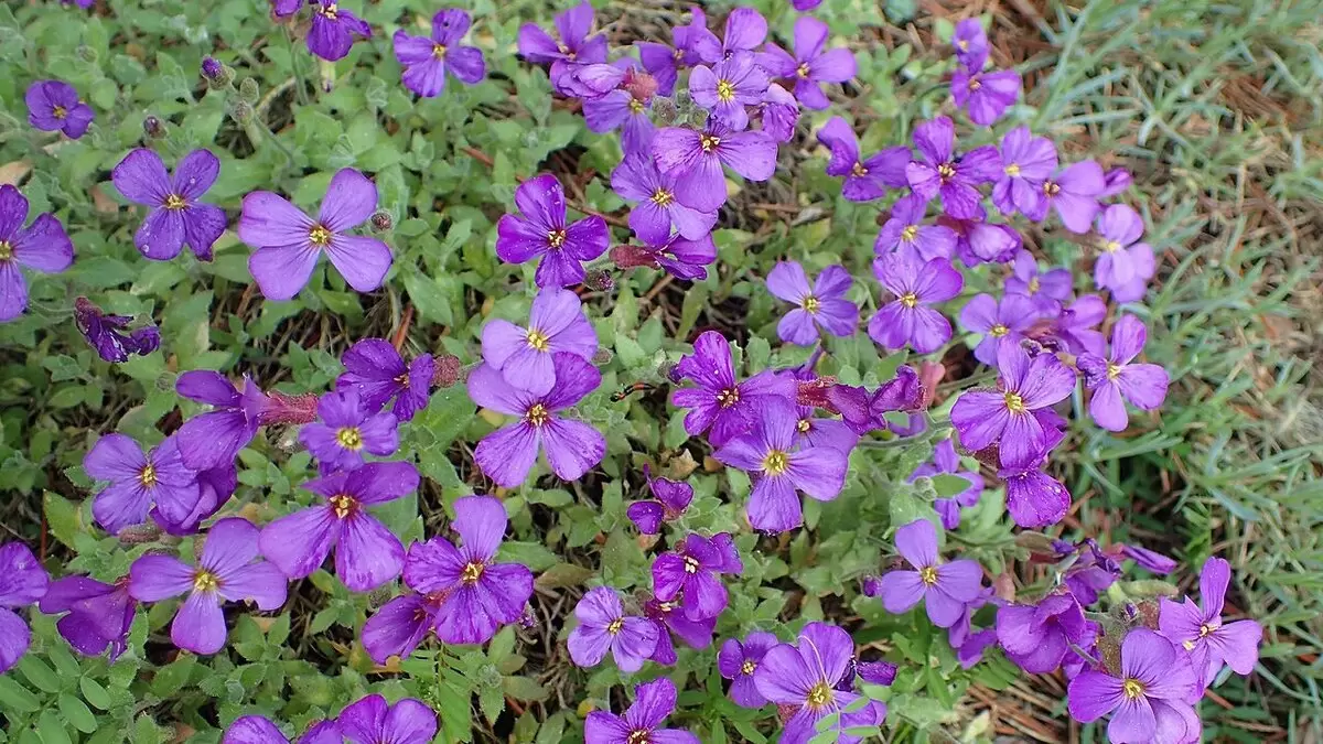 Обриета: идеальное решение для любого сада