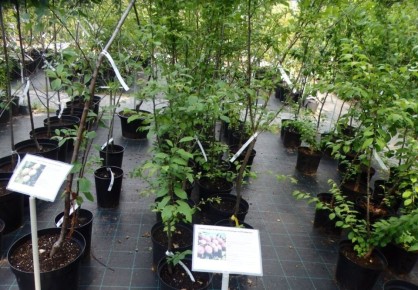 �������� �������� ��������: ������� ��������� ����