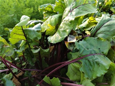 ��� �������� ������� � ����������� �����: ������� � ������