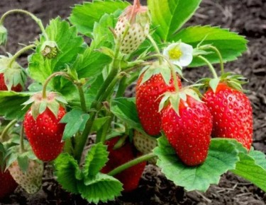 ��� ��������� ��������� �� ���������: ������� ��������� ������