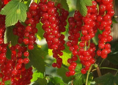 ��� ��������� �������� ��������� ��� �������� ������ ����