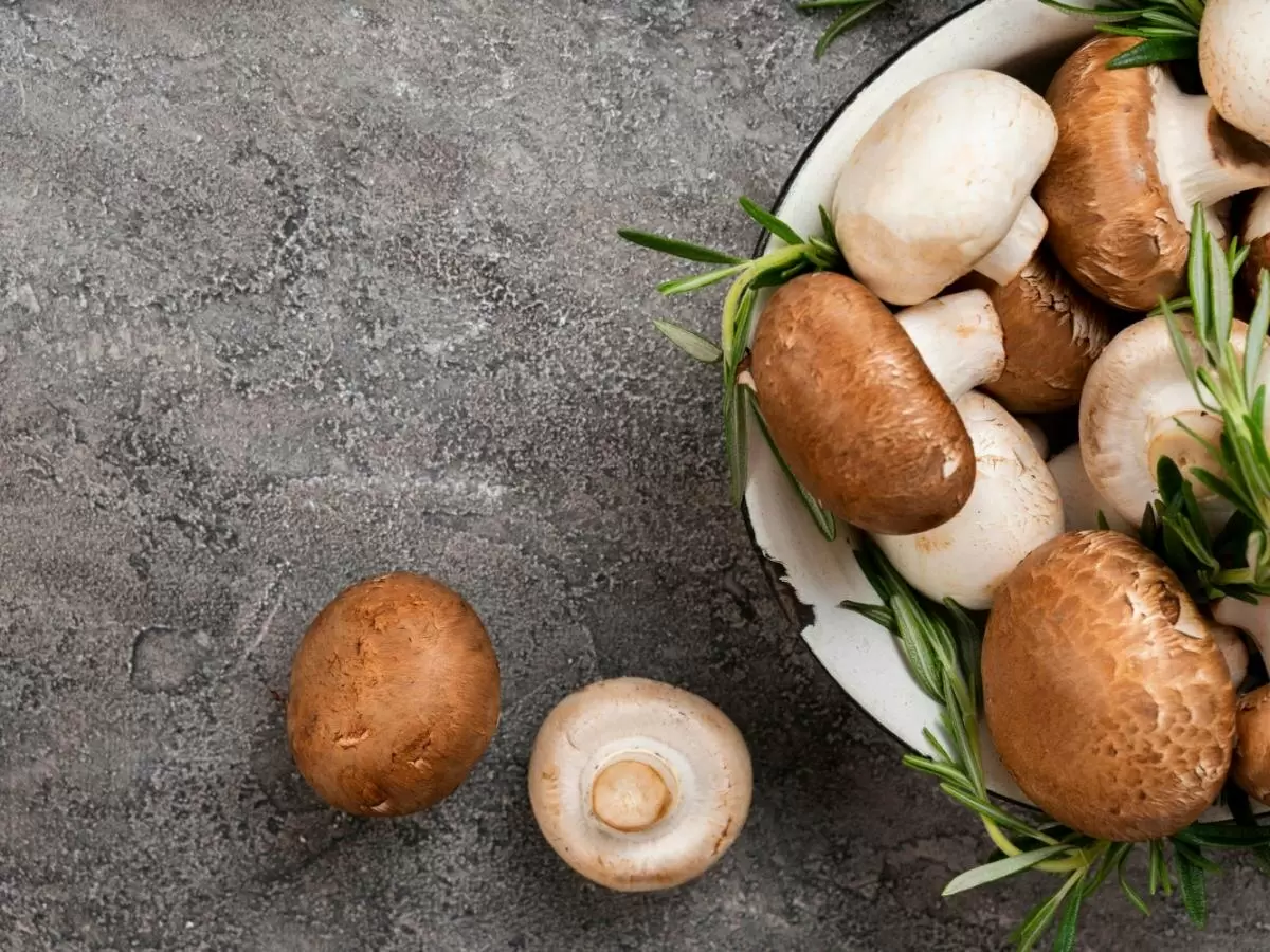 Как вырастить шампиньоны дома без света – секреты успешного урожая