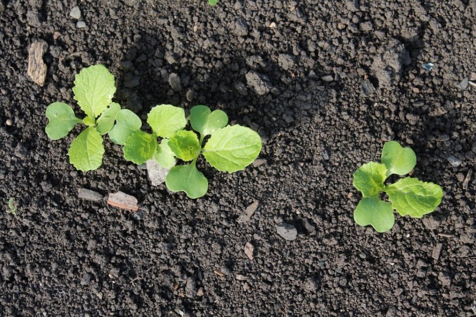 ����� ������� ������ � ������� ������� � 2026