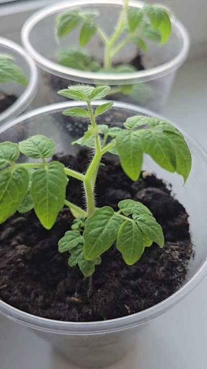 �������� � �������: ������� ��������� ������, ������� �������� � ��������� �����