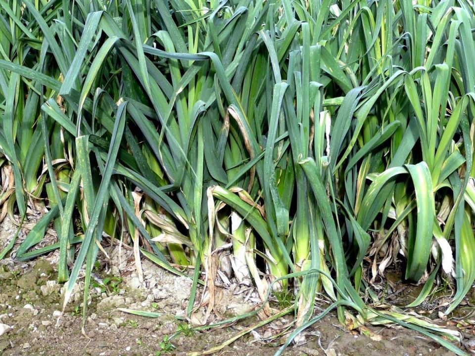 ������ ������ ��� �������: ��� ������ �����, � ���� ��������