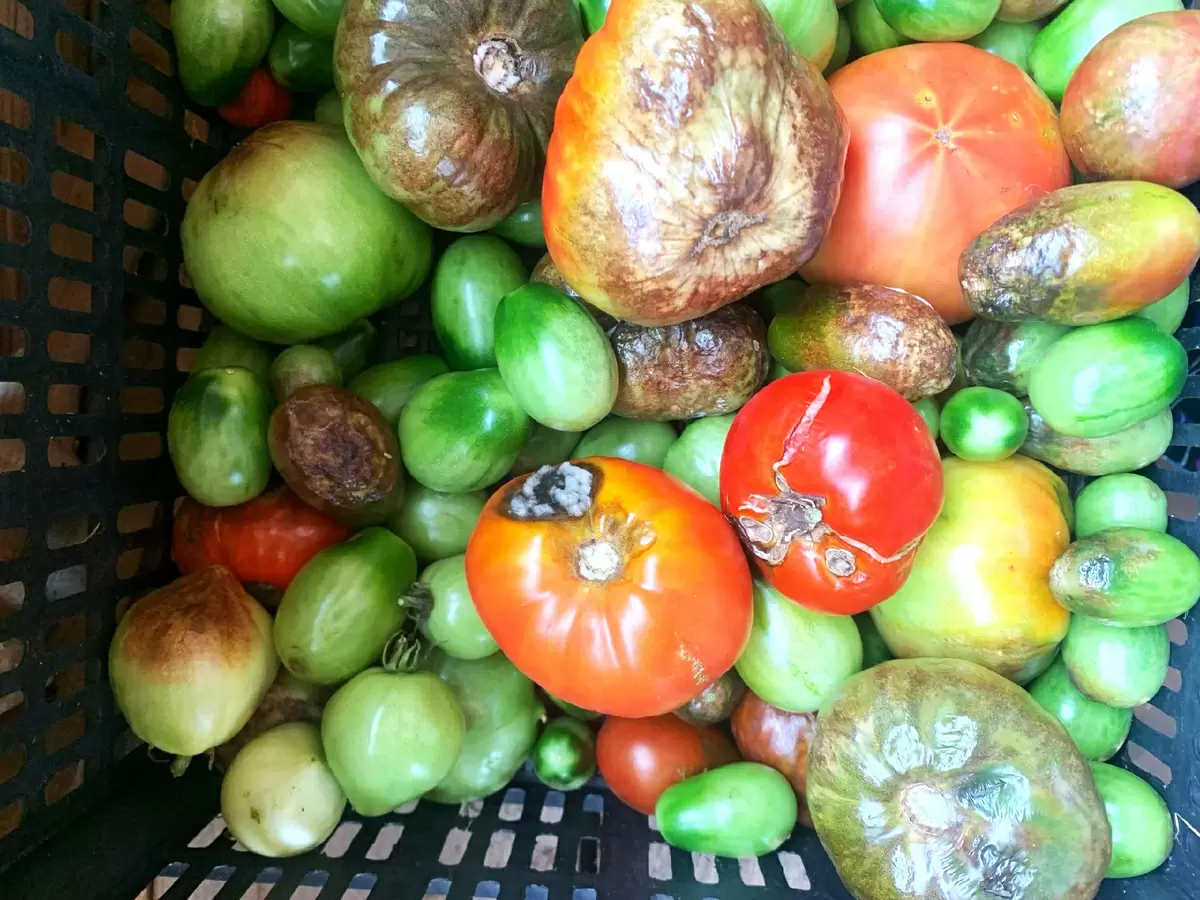 Эффективные меры по борьбе с фитофторой в теплицах