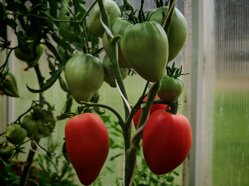 ��� ��������� ������� ����� �������: ������� ��������� ����� �����