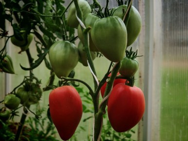 Как сохранить любимые сорта томатов: секреты успешного сбора семян