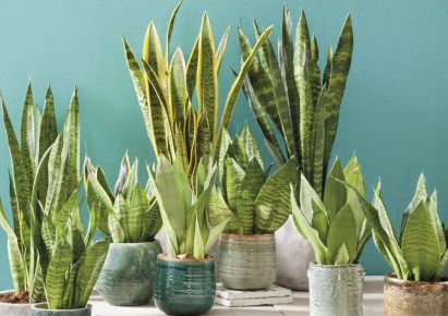 ������� ������ ��� ����: �������� �������� ����� ��������� ��������