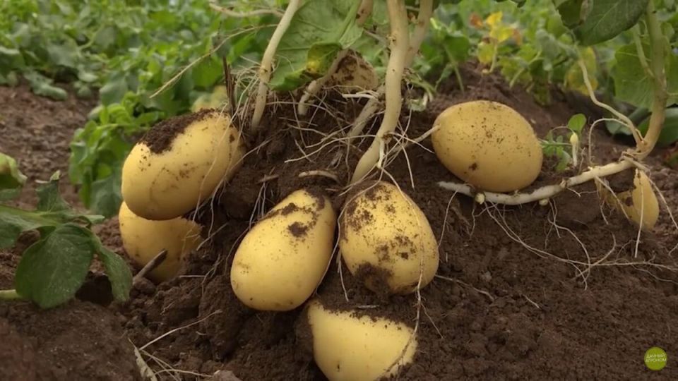 ��������� ��� ������: ������� ��������� ������ �� ������� ��������